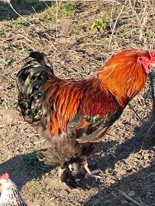 Брама петух модный