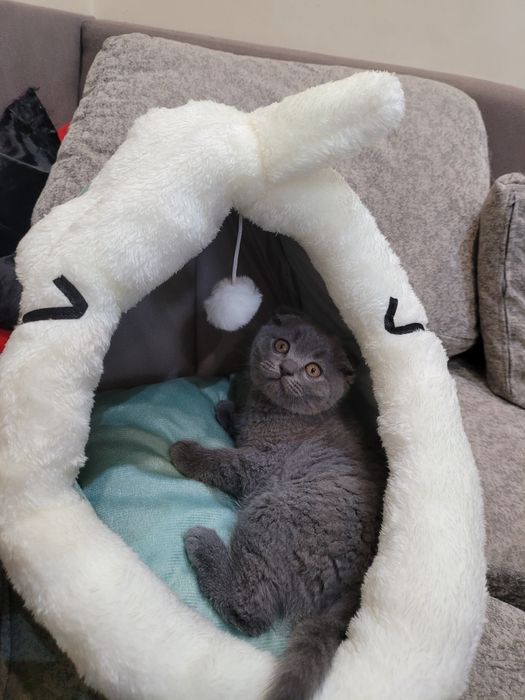 Уютно котешко легло