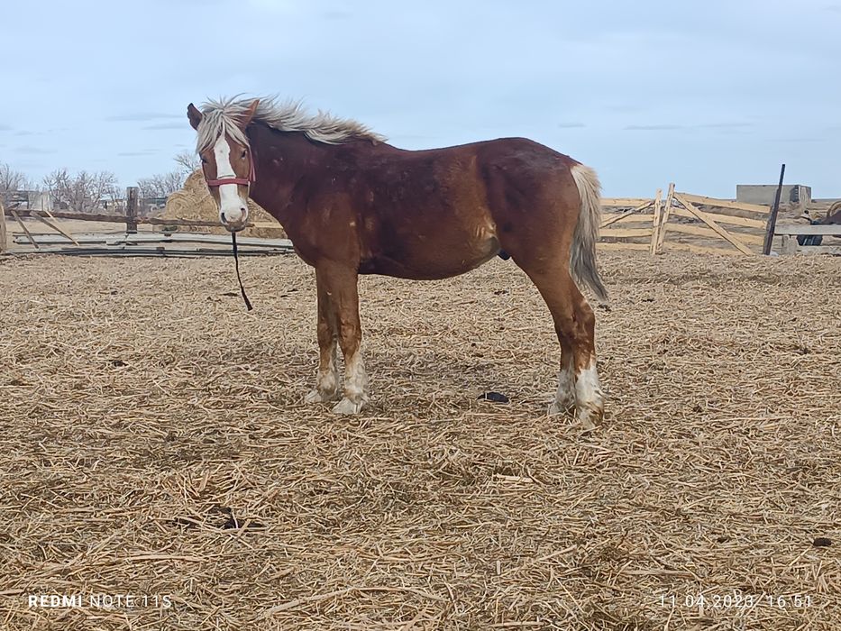 Продам айгыра 4 года