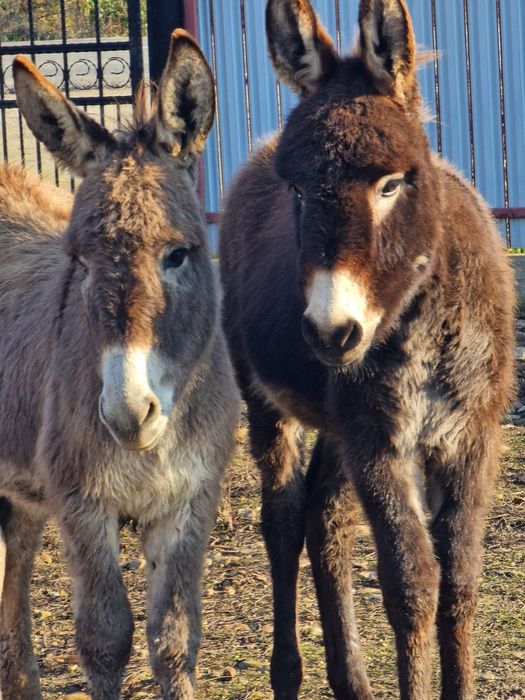 Vand pereche de magarita și măgar  cuminți