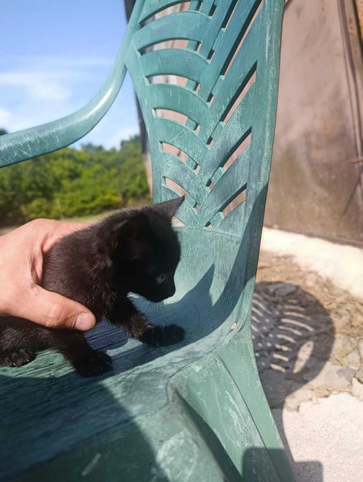 Подаряват се котенца