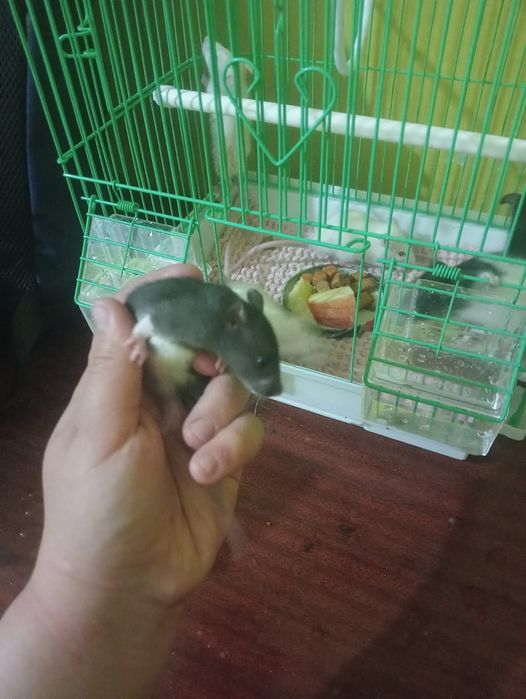 Животные Крысы Грызуны