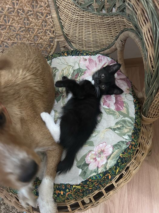 Ищу хозяина котенку