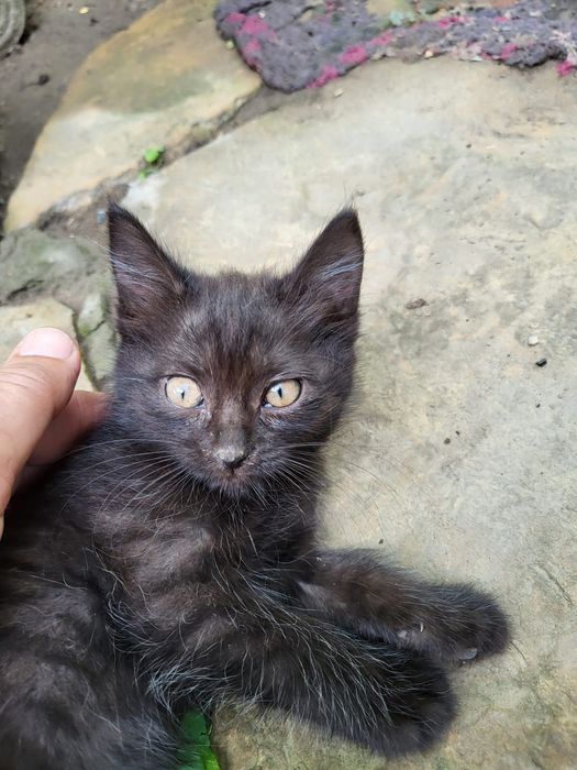 Котята бесплатно