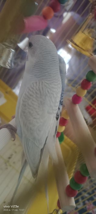 Тотыкыз сатылады