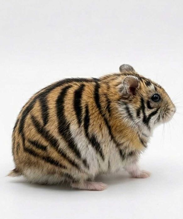 Продаю хомяков срочно