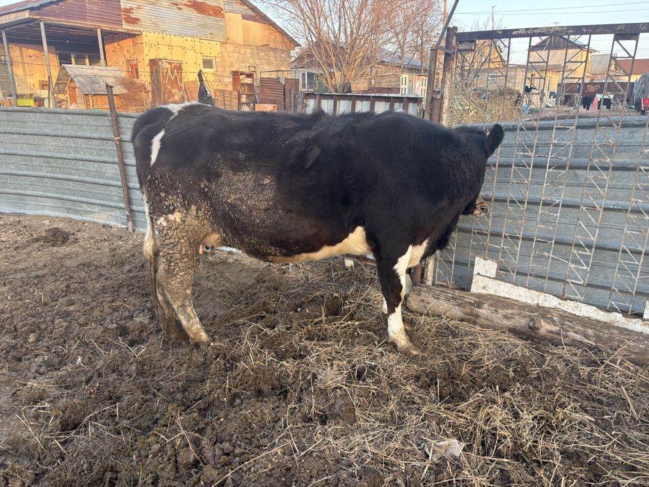 Продам корову с бычком первый отел