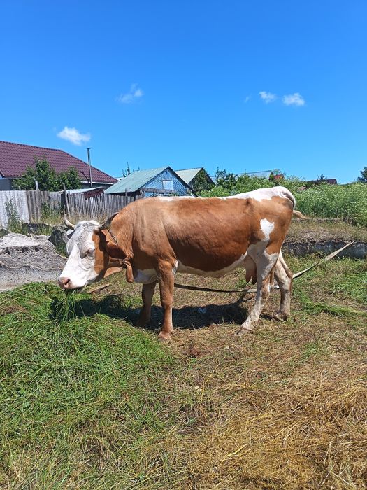 De vânzare, Vaca la al 3 vițel, fatata de 3 luni, bună de lapte! Pentru detali 0773856350