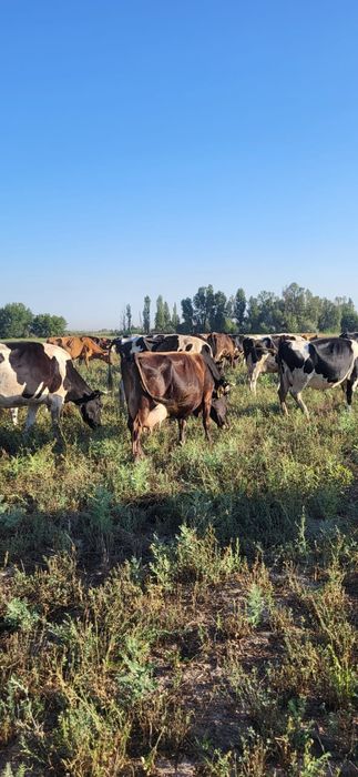 Продам коров Дойных
