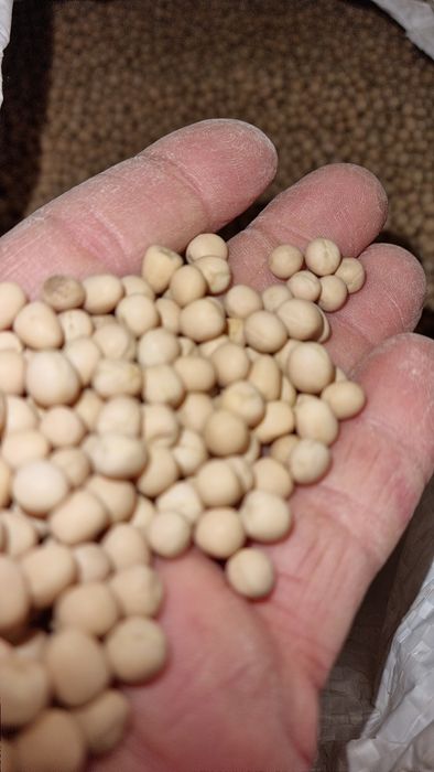 Vând mazare, floare soarelui, porumb, grâu