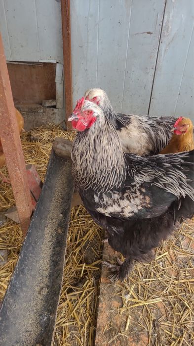 Продам петухов.