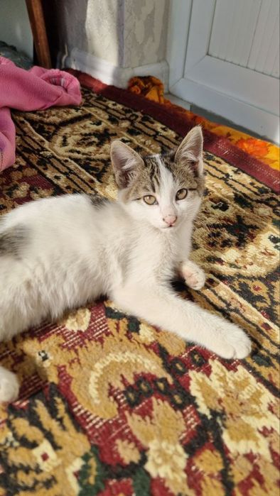 Koktebel yalangoch plyaj