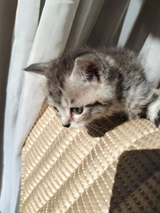 Отдам котенка в хорошие руки