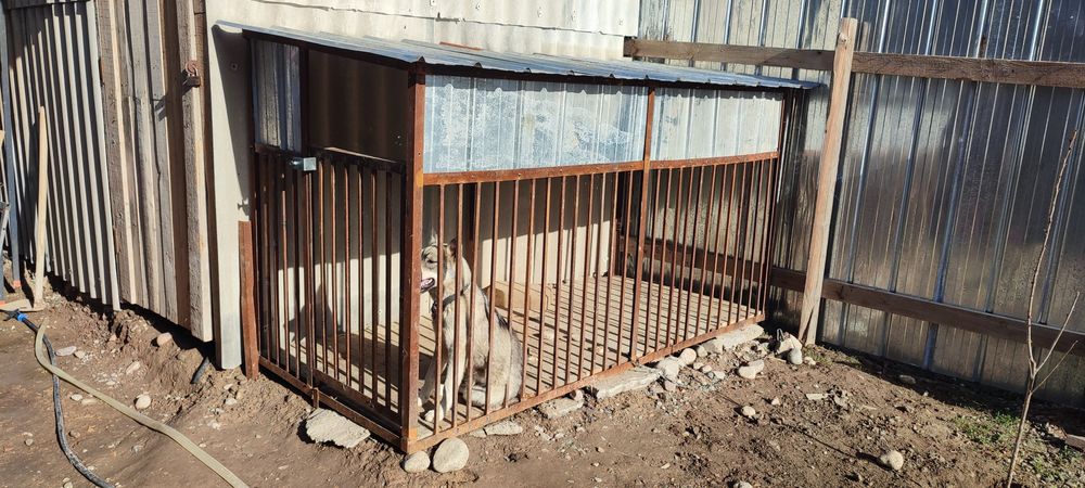 Собака оддам даром ит