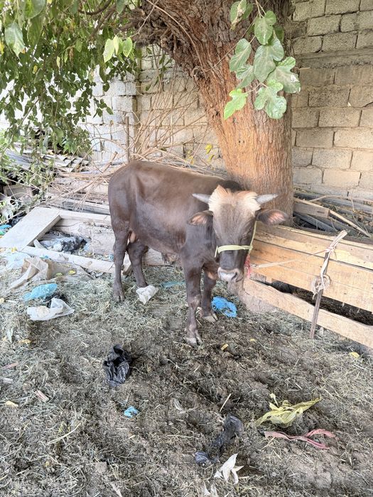 Buqa buqa buqa sotaldi