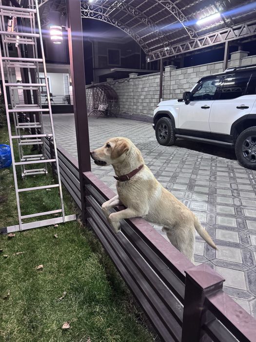 СРОЧНО! Лабрадор ретривер 9 мес. (Пират)