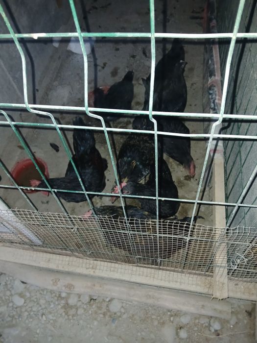 Кора товук 3та хуроз 5 та макиён