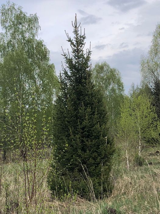 Ель Сосна деревья Клен Береза Рябина Тополь