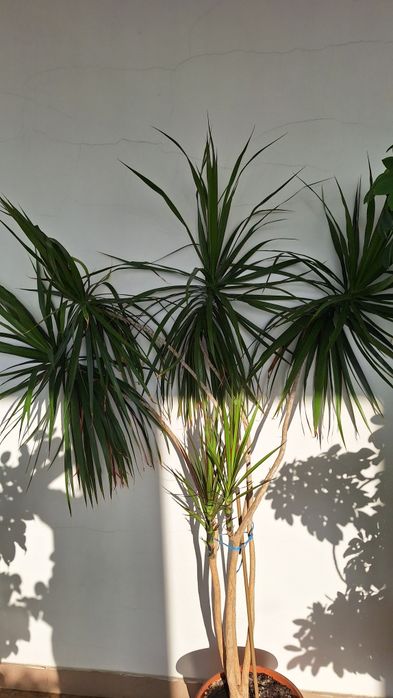 Vând plantă de interior Dracena