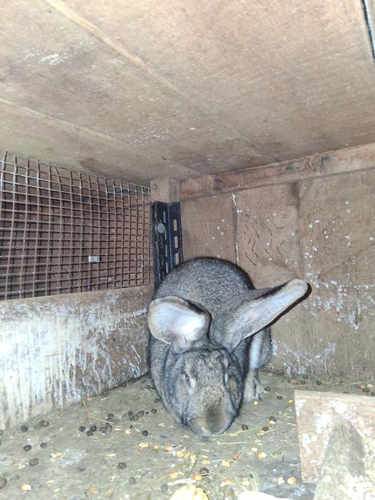 Vind 2 iepurite Urias German montat