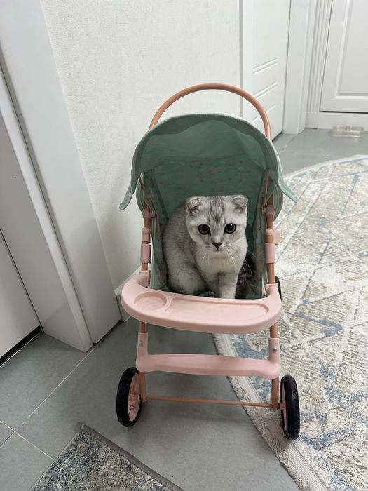 Шотландский вислоухий