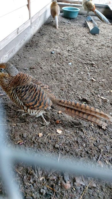 Продам! Алмазную самку.