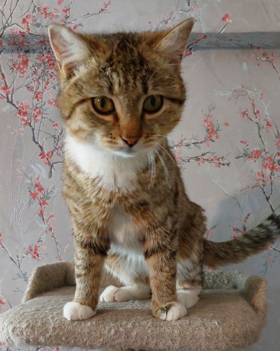 Отдам котика, возраст 7 мес.