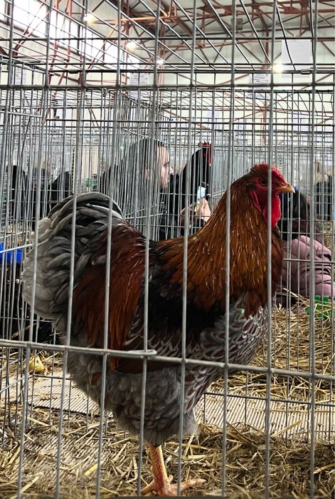 Oua Wiandotte Wyandotte albastru auriu rosu trimit prin curier campion