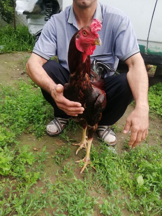 Продам бойцового петуха Дакан