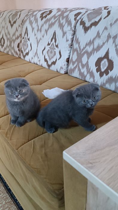 Продаются породистые котята