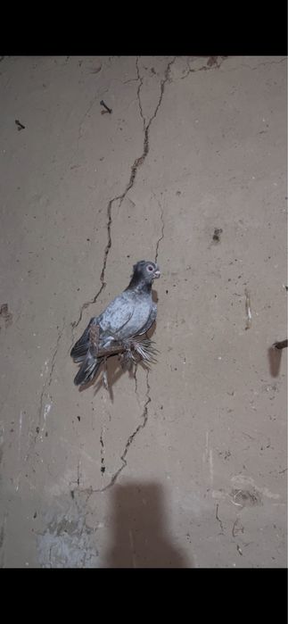 Кептерлер бар таз