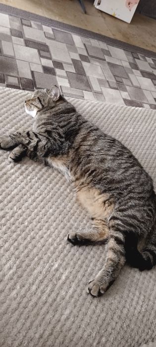Отдам кота в добрые руки