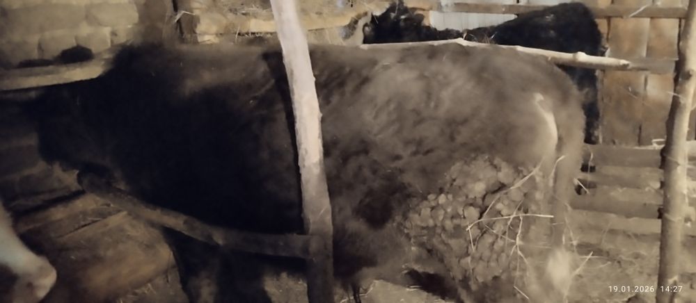 Продам 2 быков хороший