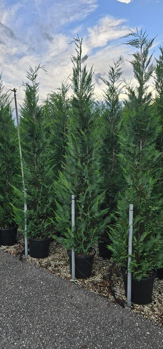 Prunus rosu - brazi argintiu pe picior - leylandi