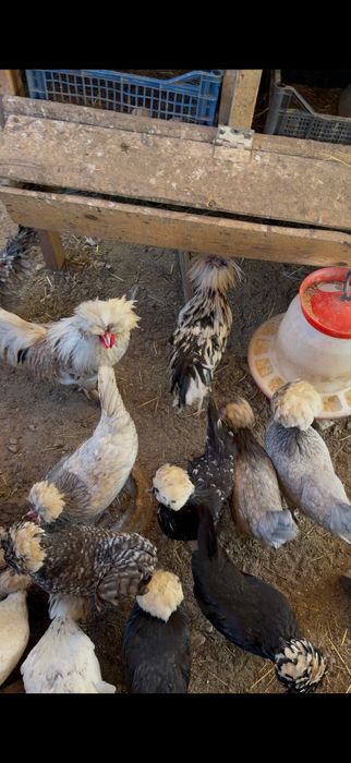 Vand oua motata olandeza