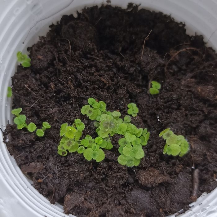 Семена глоксинии