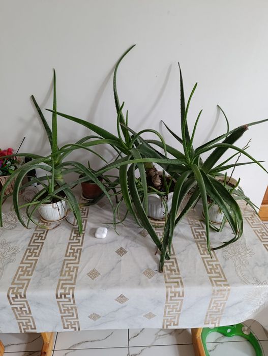 Продается алое вера