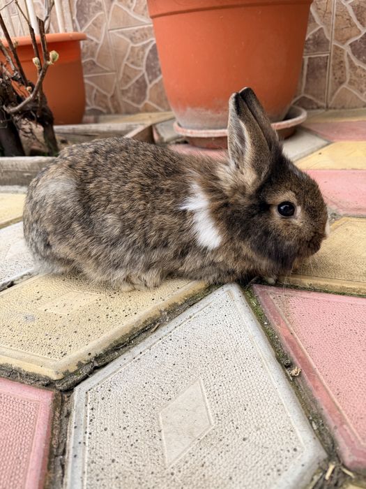 Iepuri femele mature (10 luni-1,5 ani)