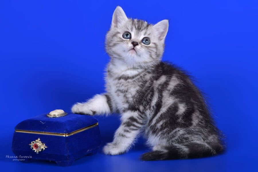 котята британцы срочно табби окрас