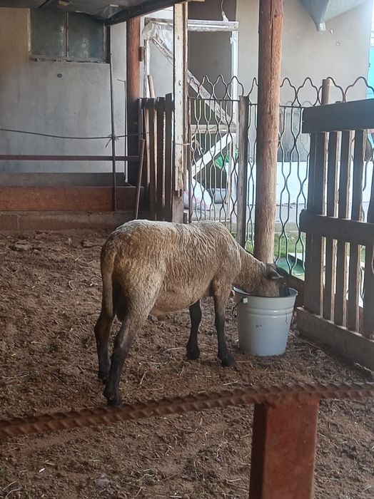 Гемпшир порода баран овцы