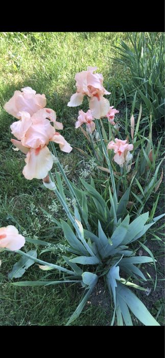 Iriși germanica  (stanjenei)