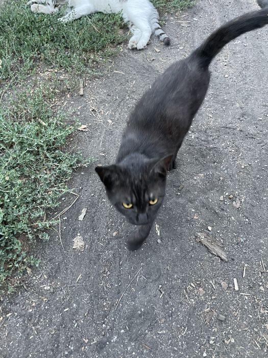 Отлам котят в добрые руки