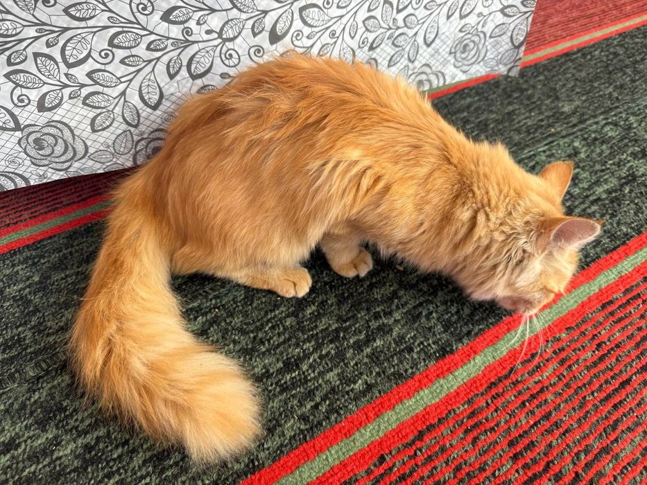 Zotli muwuk sotiladii srocna