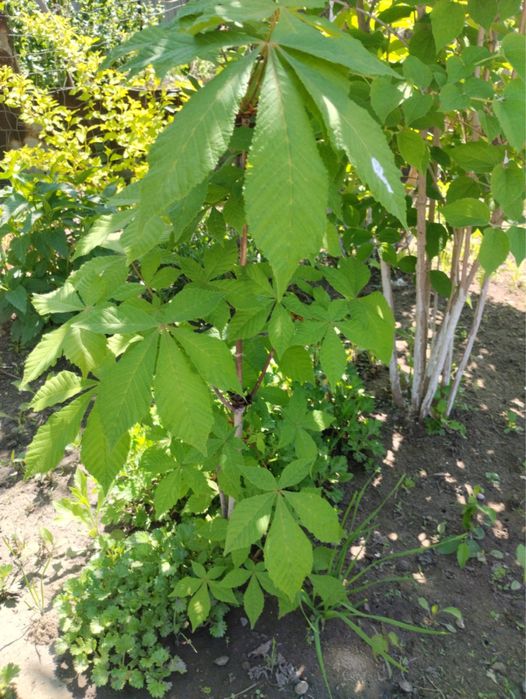 Каштан дерево продам для огорода