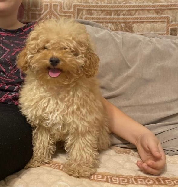 Вязка-той пудель-кобель