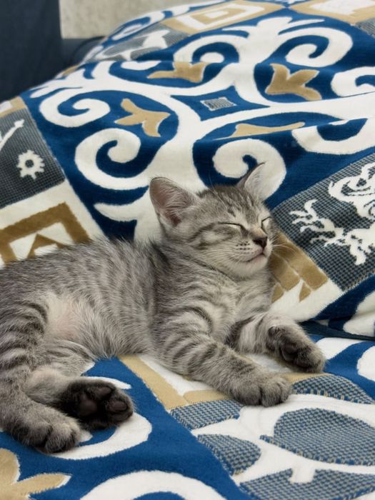 Котик 1.5 месяца. Мальчик