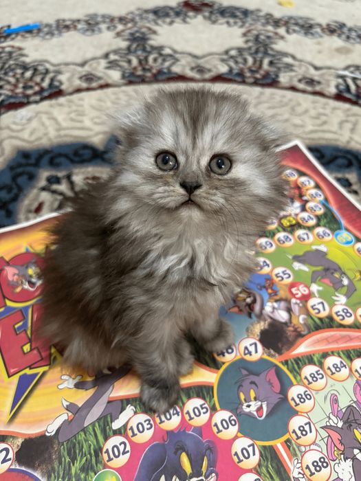 Продается котенок смесь сибирской и шиншиллы