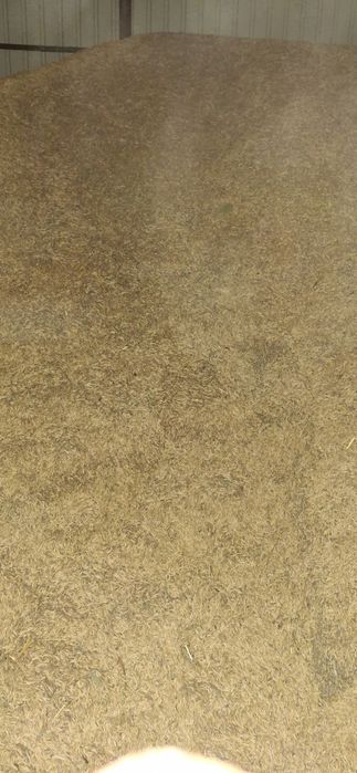 Vând ovăz de primăvară!!