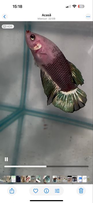 Pesti betta multicolori multiple rase . Hmpk plakat, halfmoon, veiltai ...
