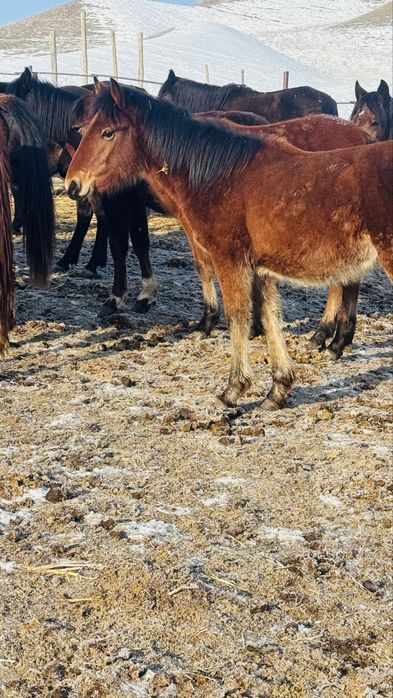 Жабагы таилар 4 бас еркек